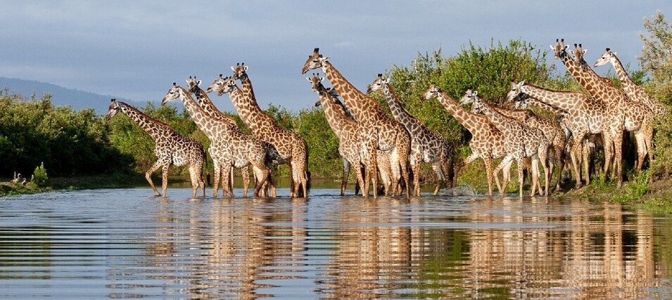 Girafes dans le Selous
